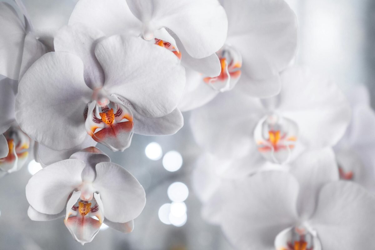 white orchids