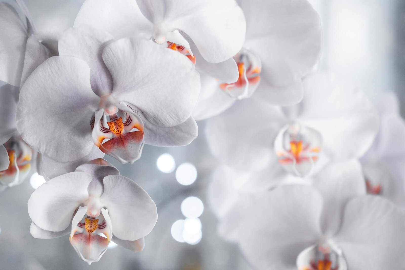 white orchids